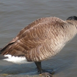 Headless Goose (2010)
